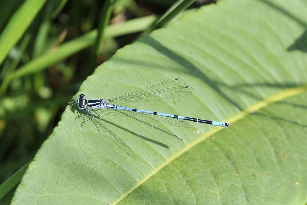 Libellula da ID